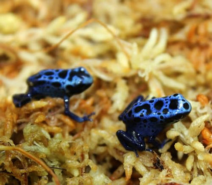 Premium New Zealand Sphagnum Moss, 100g (8L When Hydrated) - Harvested Sustainably from The Pristine West Coast of New Zealand's South Island - size: 100 Gram