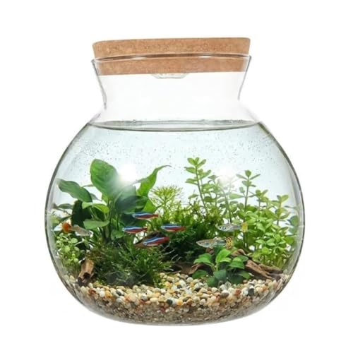 Abaodam Glass Terrarium Jar with Led Light Base, Small Container for Indoor Plants, DIY Micro Landscape Ecosystem Kit for Fish Tank Desktop Decor