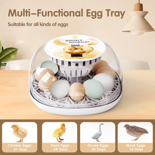 Egg Incubators for Hatching Eggs Chicken Eggs Incubator for Hatching Eggs Incubator with Automatic Egg Turner and Temperature Control for Chicken, Duck, Quail 12 Eggs