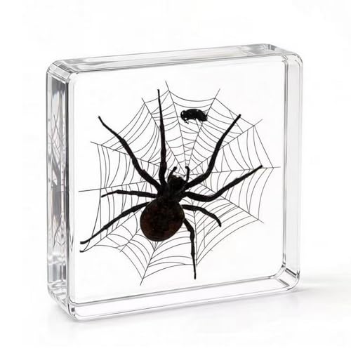 3pcs Taxidermy Spiders, Real Insect Bug Spiders Specimen in Resin, Clear Sealed for Closer-Look & Study in Healthy, Science Educational Classroom Specimens, Unique Amazing Gift (3.0x3.0x0.8-inch) - size: Medium 3PCS Spiders