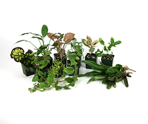 Josh's Frogs 29 Gallon Tropical Vivarium Plant Kit - size: 29 Gallon