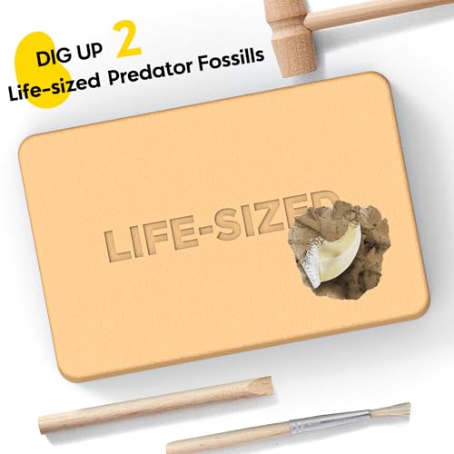 Predator Excavation Kit - Tiger vs Crocodile Fossil Dig Kit for Kids - Discover 2 Life-Sized Replicas: Tiger Claw & Crocodile Tooth - STEM Educational Science Toy for Boys & Girls Ages 6+ - size: Tiger Claw & Crocodile Tooth