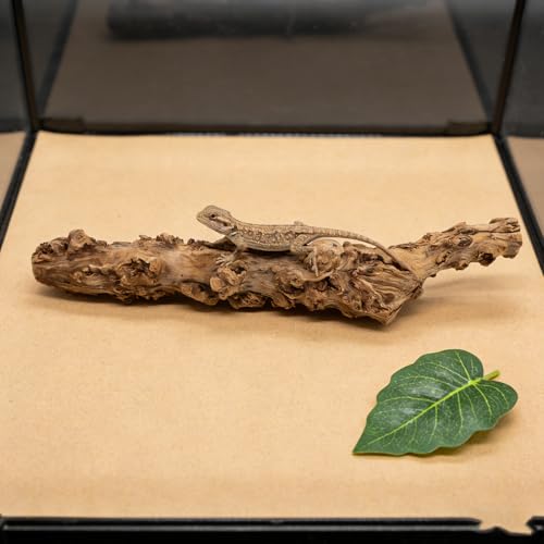 DECHOUS Reptile Branches Wood Log, Lizard Natural Climbing Branch for Terrarium Habitat, Bearded Dragon Tank Accessories, 11. 8-15. 7 Inch