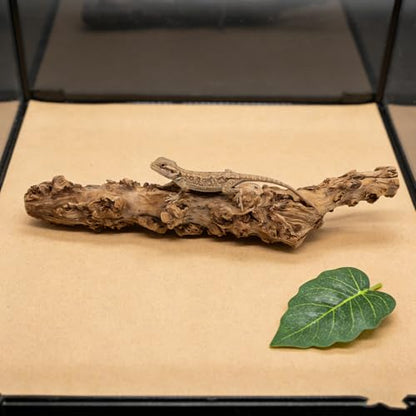DECHOUS Reptile Branches Wood Log, Lizard Natural Climbing Branch for Terrarium Habitat, Bearded Dragon Tank Accessories, 11. 8-15. 7 Inch