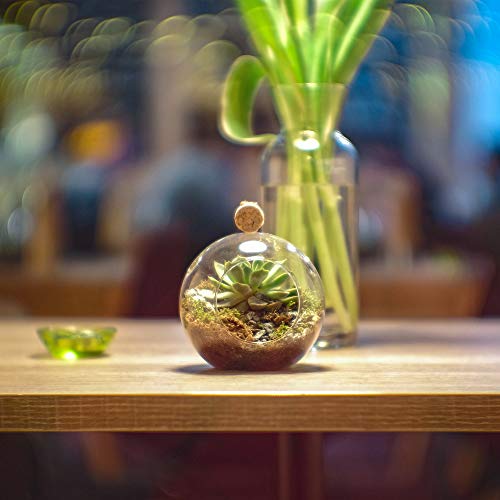 WGVI WGV Hanging Terrarium Globe, Width 6", Height 6.5", DIY Air Succulent Planter, Clear Glass Vase Orb with Flat Bottom, Candle Holder for Windowsill Outdoor Garden Decor, 1 Piece - size: 6" Flat Bottom