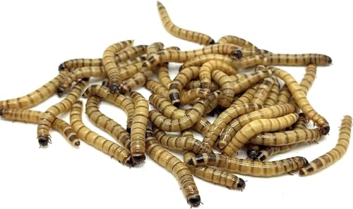 Live Superworms (100, Superworm)