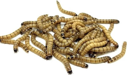Live Superworms (100, Superworm)