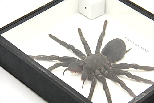 Real Giant Bird Eating Tarantula EURYPEIMA SPINCRUS Spider Taxidermy Transparent Boxed Display (Black Wooden Box) - color: Black Wooden Box