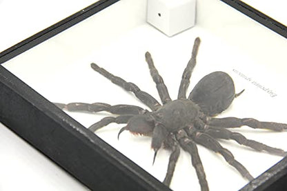 Real Giant Bird Eating Tarantula EURYPEIMA SPINCRUS Spider Taxidermy Transparent Boxed Display (Black Wooden Box) - color: Black Wooden Box