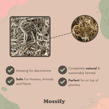 Mossify Spanish Moss, 150g 5.3Oz, Natural Dried Preserved | Plants, Indoor & Outdoor, Crafts, Terrariums, Floral Arrangements, Garden & Home Décor, Humidity Retaining - size: 150g (5.3Oz)