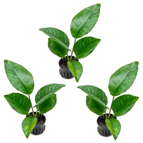 Anubias Live Aquarium Plants - Potted Freshwater Plant for Fish Tanks, Terrariums - Beginner Friendly Low Light (Heterophylla, 3 Pots) - color: Heterophylla, size: 3 Pots