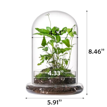 WHJY 8 inches Glass Cloche for Indoor Plants Small Terrarium Glass Cloche with Base Mini Cloche Dome with Base for Display Home Decor - size: 8"
