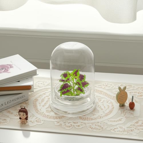 Rainbow Floral Terrarium - Self Grow, Maintenance Free -Coleus - 4" Dome