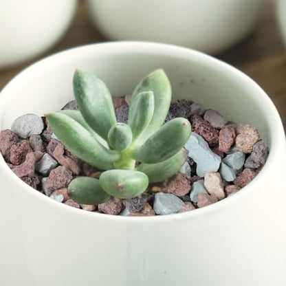 12lbs Horticultural Lava Rocks for Plants, 3/8 Inch Cactus Rocks | Potting Soil Amendment for Succulents, Cacti, Bonsai, Decorative Gravel Plant Drainage Volcanic for Terrarium, Top Dressing