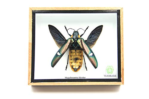 Jewel Beetle Mounts Insect Animals Taxidermy in Framed (Magaloxantsa Bilocor(Open Wings) - style: Magaloxantsa Bilocor(open wings
