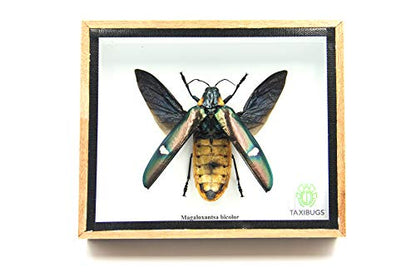 Jewel Beetle Mounts Insect Animals Taxidermy in Framed (Magaloxantsa Bilocor(Open Wings) - style: Magaloxantsa Bilocor(open wings