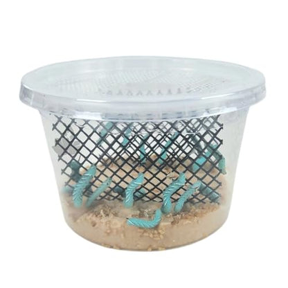 Josh's Frogs Hornworms Habitat Cup (12 Count Cup) - size: 12 Count (Pack of 1)