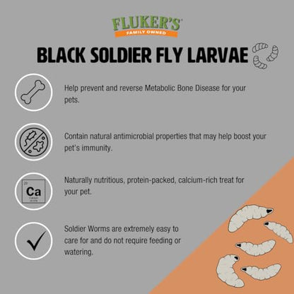 Fluker's Small Live Black Soldier Fly Larvae 100 Count - Reptile and Chicken Food - size: 100 Count (Pack of 1), style: Small, 1/4"