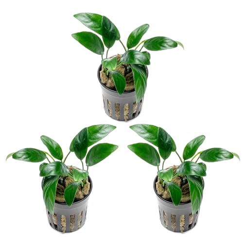Anubias Live Aquarium Plants - Potted Freshwater Plant for Fish Tanks, Terrariums - Beginner Friendly Low Light (Congensis Mini, 3 Pots) - color: Congensis Mini, size: 3 Pots
