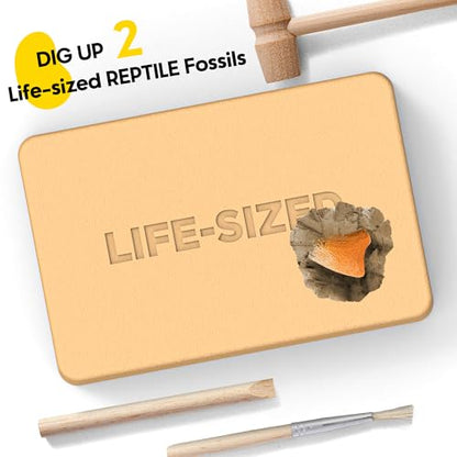 Reptile Dig Kit for Kids – Excavate Life-Sized American Alligator Tooth & Snapping Turtle Claw – STEM Science Educational Toy, Paleontology Activity Set with Display Frame, Ages 6+ - size: Alligator Tooth & Snapping Turtle Claw