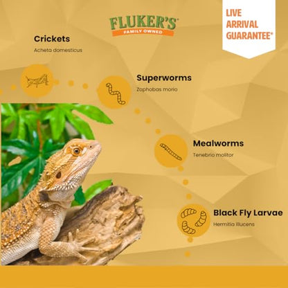 Fluker's Live Mealworms, 3000 Count Feeder Insects for Reptiles, Chickens, and Birds, Large (Approx. 1") - size: 3000 Count (Pack of 1), style: Large, 1"