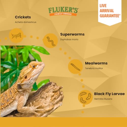 Fluker's Live Mealworms, 1000 Count Insects for Reptiles, Chickens, and Birds, Medium, (Approx. 3/4") - size: 1000 Count (Pack of 1), style: Medium, 3/4"