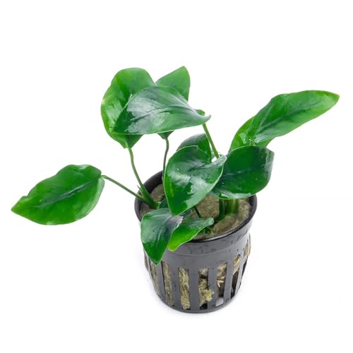 Anubias Nana Live Aquarium Plants - Potted Freshwater Plant for Fish Tanks, Terrariums - Beginner Friendly Low Light (1 Pot) - color: Nana, size: Pot