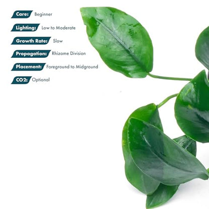 Anubias Nana Live Aquarium Plants - Potted Freshwater Plant for Fish Tanks, Terrariums - Beginner Friendly Low Light (1 Pot) - color: Nana, size: Pot