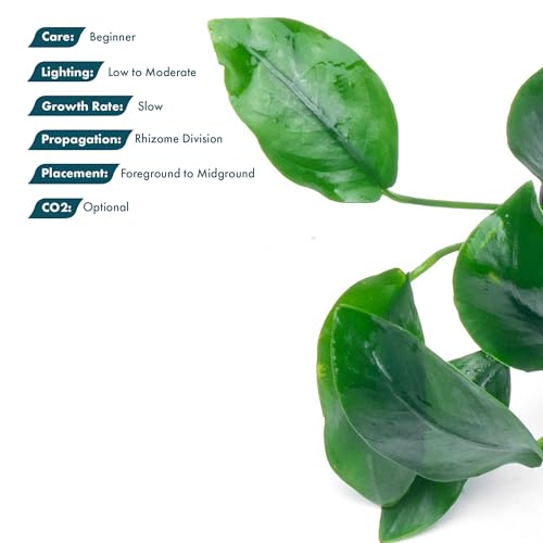 Anubias Live Aquarium Plants - Potted Freshwater Plant for Fish Tanks, Terrariums - Beginner Friendly Low Light (Nana, 3 Pots) - color: Nana, size: 3 Pots