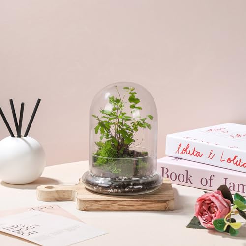 WHJY 6 inches Glass Cloche for Indoor Plants Small Terrarium Glass Cloche with Base Mini Cloche Dome with Base for Display Home Decor - size: 6.3"