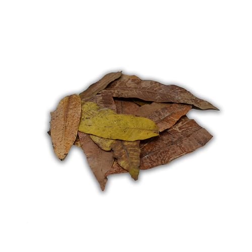 The Bio Dude Colombian Mango Leaf Litter - 100% Safe - Boiled and Baked. 20 Count. Great for Terrariums, bioactive vivariums, Frogs and More