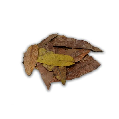 The Bio Dude Colombian Mango Leaf Litter - 100% Safe - Boiled and Baked. 20 Count. Great for Terrariums, bioactive vivariums, Frogs and More