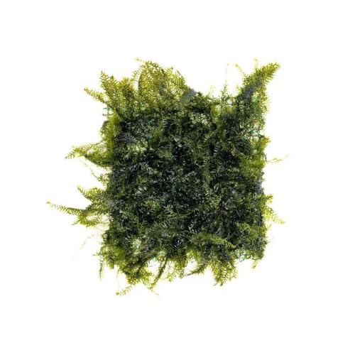 Live Aquarium Plants on Driftwood, Lava Rock, Moss, Fiber Mat - Freshwater Fish Tanks - Easy, Beginner Friendly (Fissidens Fontanus on Stainless Steel, (1 Pack)) - color: Fissidens Fontanus - Stainless Steel, size: 1 Pack