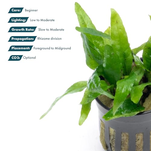 Java Fern Live Aquarium Plants - Potted Freshwater Plant for Fish Tanks - Beginner Friendly, Low Light (Narrow Mini, 3 Pots) - color: Narrow Mini, size: Pot - 3 Count