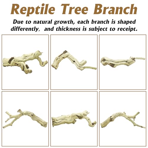 VCEPJH Large Snake Climbing Branch Decor 15.5 in Natural Reptile Wood Cork Log Bearded Dragon Tank Accessories Tree Trunk for Chameleon Gecko Ball Python Frog - size: Panlong Wood (XL:15"-17.7"-1pcs)