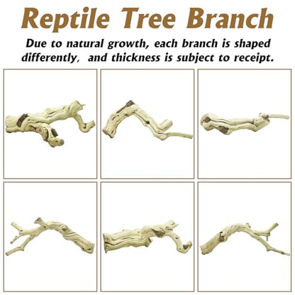 VCEPJH Large Snake Climbing Branch Decor 15.5 in Natural Reptile Wood Cork Log Bearded Dragon Tank Accessories Tree Trunk for Chameleon Gecko Ball Python Frog - size: Panlong Wood (XL:15"-17.7"-1pcs)