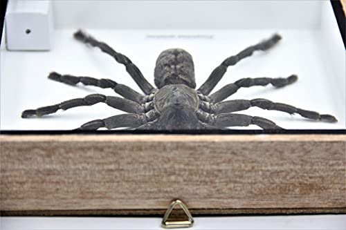 Real Giant Tarantula EURYPEIMA SPINCRUS Spider Taxidermy Boxed Display - color: WOODEN BOX