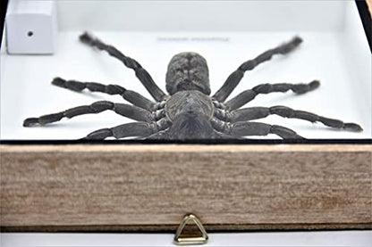 Real Giant Tarantula EURYPEIMA SPINCRUS Spider Taxidermy Boxed Display - color: WOODEN BOX