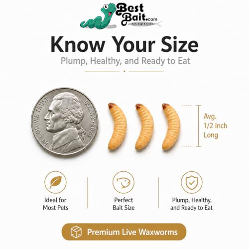 100 Count Premium Live Waxworms for Reptiles, Birds, Amphibians & Fishing Bait - High-Protein, Calcium-Rich Soft-Bodied Larvae - Ideal for Bearded Dragons, Geckos, Chickens & Trout