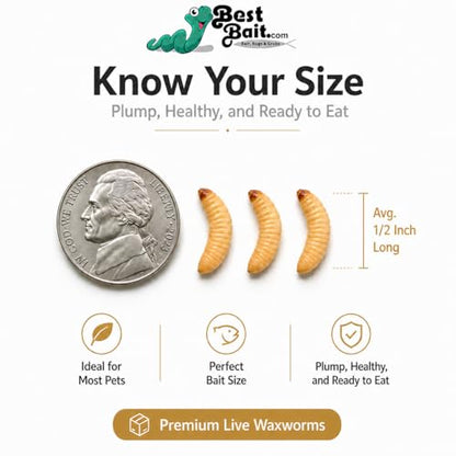 100 Count Premium Live Waxworms for Reptiles, Birds, Amphibians & Fishing Bait - High-Protein, Calcium-Rich Soft-Bodied Larvae - Ideal for Bearded Dragons, Geckos, Chickens & Trout