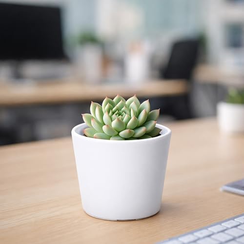 Phoenix Vine 3.5 Inch White Plastic Cachepot with Clear Nursery Pot, Decorative Lightweight Planter Cover with Transparent Inner Pot for Indoor Houseplants, Pack of 1, 24-A-D-1 - color: Matte White, size: 3.5" (1 Pack)
