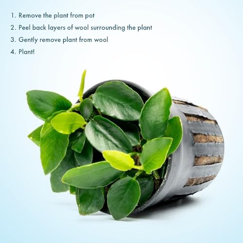 Anubias Live Aquarium Plants - Potted Freshwater Plant for Fish Tanks, Terrariums - Beginner Friendly Low Light (Nana Long Wavy, 3 Pots) - color: Nana Long Wavy, size: 3 Pots