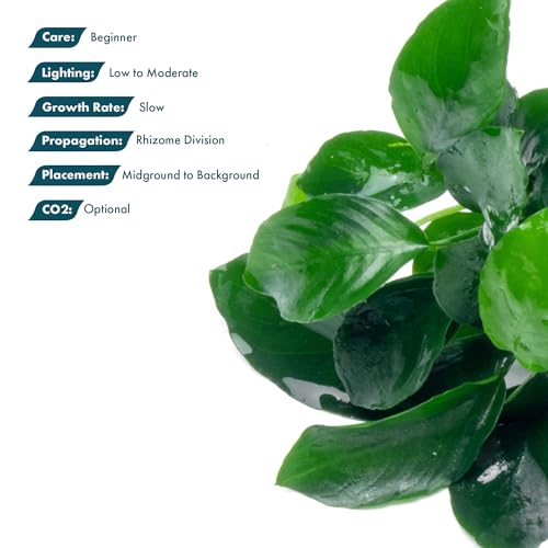 Anubias Live Aquarium Plants - Potted Freshwater Plant for Fish Tanks, Terrariums - Beginner Friendly Low Light (Barteri Broad Leaf, 3 Pots) - color: Barteri Broad Leaf, size: 3 Pots