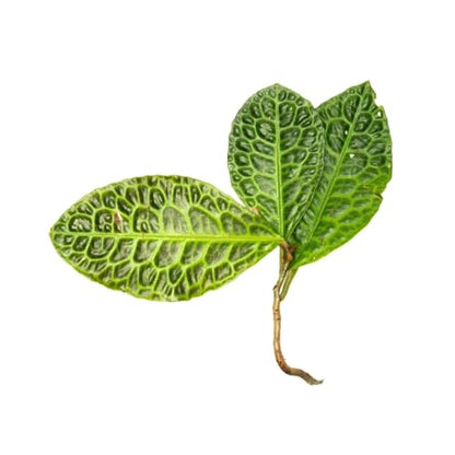 Live Jungle Plant - Labisia Sp Turtle Back - Terrestrial Plants for Paludarium, Reptile Enclosure, High Humidity Displays - color: Labisia Sp Turtle Back, size: Loose / Bare Root