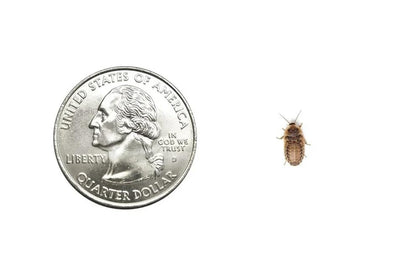300 Extra Small 1/4 Inch Dubia Roaches Live, Ideal for Amphibians & Invertebrates, Nutritious & Easy to Keep Live Cockroaches, Perfect for Reptiles, Birds, Rodents, Fish, and More