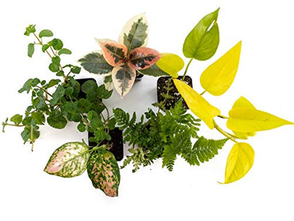 Josh's Frogs 36x18x18/ 40 Breeder Ball Python Terrarium Plant Kit - size: 36x18x18/ 40 Breeder
