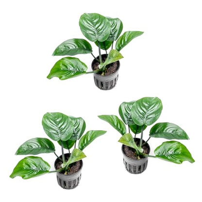 Anubias Live Aquarium Plants - Potted Freshwater Plant for Fish Tanks, Terrariums - Beginner Friendly Low Light (Barteri Butterfly, 3 Pots) - color: Barteri Butterfly, size: 3 Pots