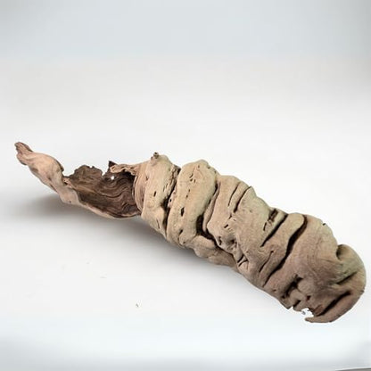Koyal Wholesale 24" Hollow Grapewood Branch Decor 1Pcs Grapewood Centerpiece Vase Air Plants Sand Blasted Grapevine Wood Untreated Terrarium Wood Driftwood Decor - size: 24 Inches