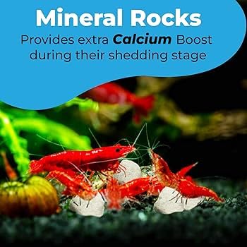 Calcium & Magnesium Rocks for Aquarium | Enhances Shell Strength & Color for Shrimp, Snails, Crabs & Crayfish | Biofilm Surface | Ideal for Soft Water Tanks 2 OZ