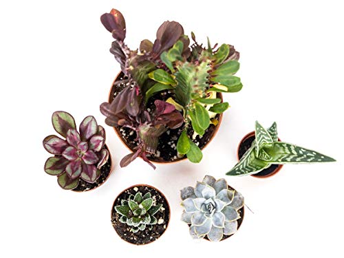 Josh's Frogs Desert Plant Kits for Arid Bioactive Terrariums (Small) - size: Small